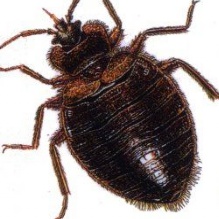 Indian Valley Pest Control & Bed Bug Services LLC's Photo